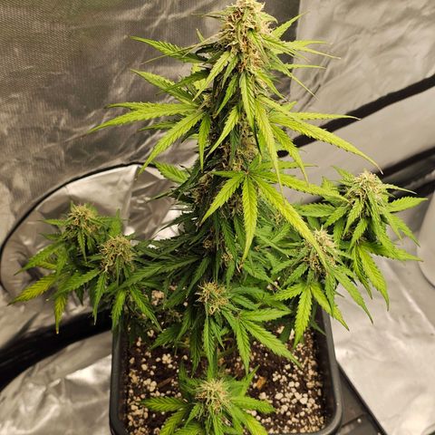 Royal Dwarf Automatic growlog timeline photo