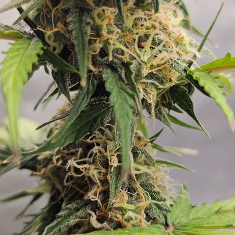 Royal Dwarf Automatic growlog timeline photo