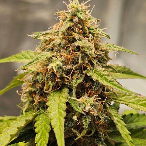 Royal Dwarf Automatic growlog timeline photo