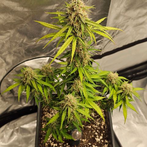 Royal Dwarf Automatic growlog timeline photo
