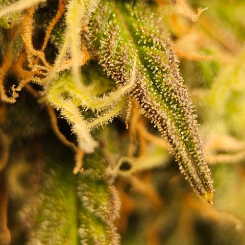 Royal Dwarf Automatic growlog timeline photo