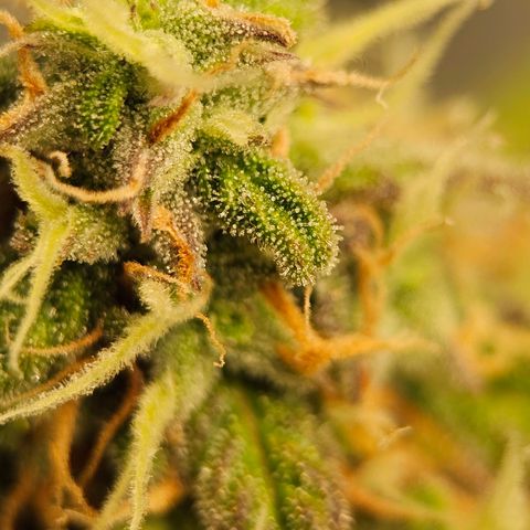 Royal Dwarf Automatic growlog timeline photo