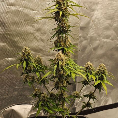 Royal Dwarf Automatic growlog timeline photo