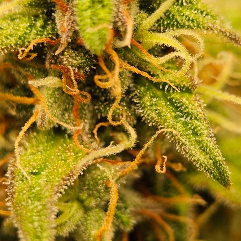 Royal Dwarf Automatic growlog timeline photo