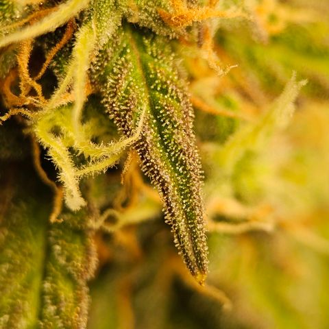 Royal Dwarf Automatic growlog timeline photo