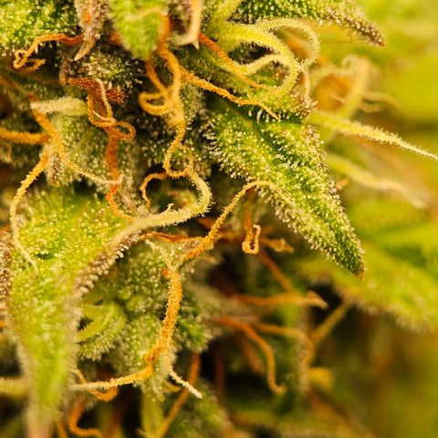 Royal Dwarf Automatic growlog timeline photo