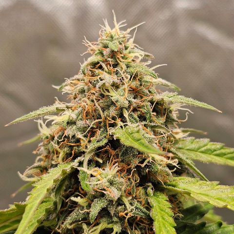 Royal Dwarf Automatic growlog timeline photo