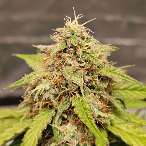Royal Dwarf Automatic growlog timeline photo
