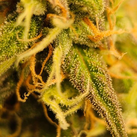 Royal Dwarf Automatic growlog timeline photo