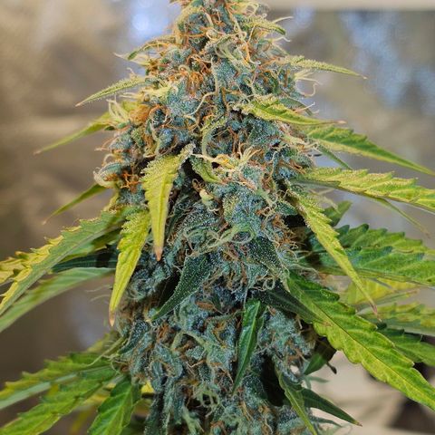 Royal Dwarf Automatic growlog timeline photo