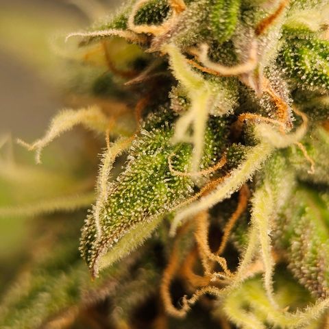 Royal Dwarf Automatic growlog timeline photo