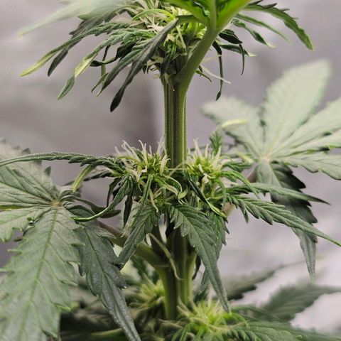 Royal Dwarf Automatic growlog timeline photo