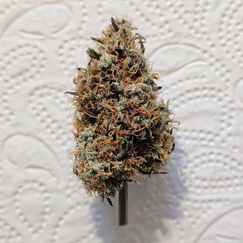 Royal Dwarf Automatic growlog timeline photo