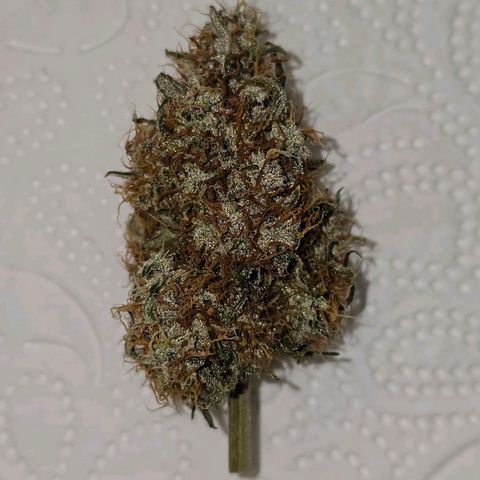 Royal Dwarf Automatic growlog timeline photo