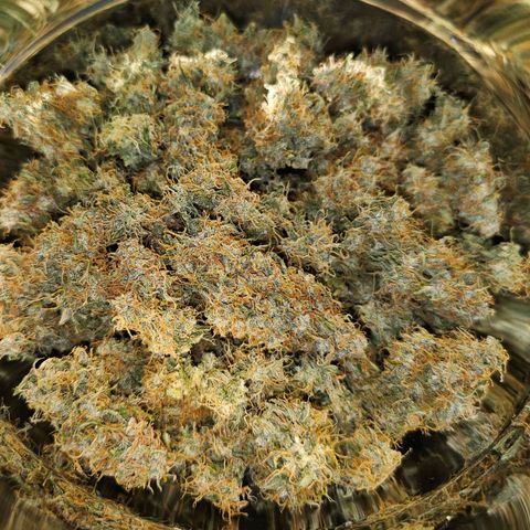 Royal Dwarf Automatic growlog timeline photo