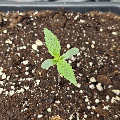 Royal Cookies Automatic growlog timeline photo