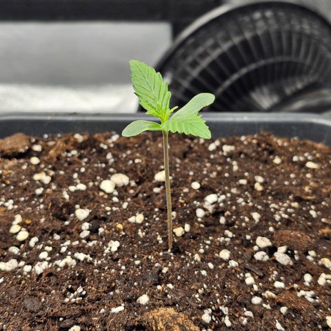 Royal Cookies Automatic growlog timeline photo