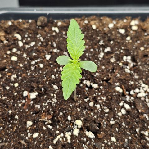 Tropicana Cookies Purple Automatic growlog timeline photo