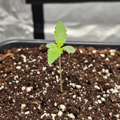 Tropicana Cookies Purple Automatic growlog timeline photo