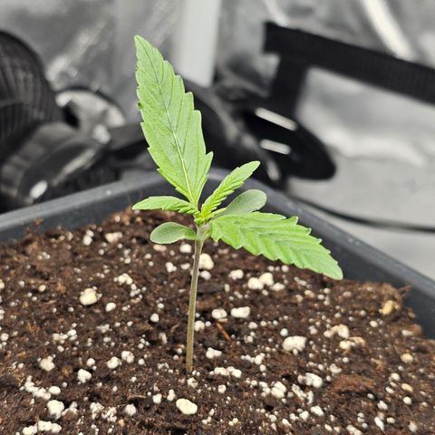 Royal Cookies Automatic growlog timeline photo