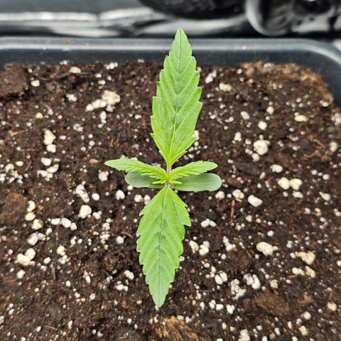 Royal Cookies Automatic growlog timeline photo