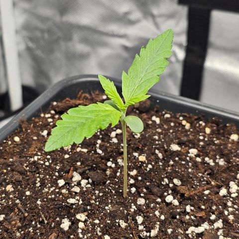 Tropicana Cookies Purple Automatic growlog timeline photo