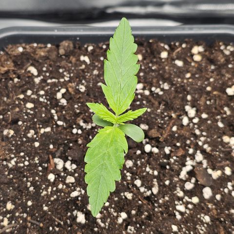 Tropicana Cookies Purple Automatic growlog timeline photo