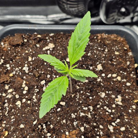 Royal Cookies Automatic growlog timeline photo
