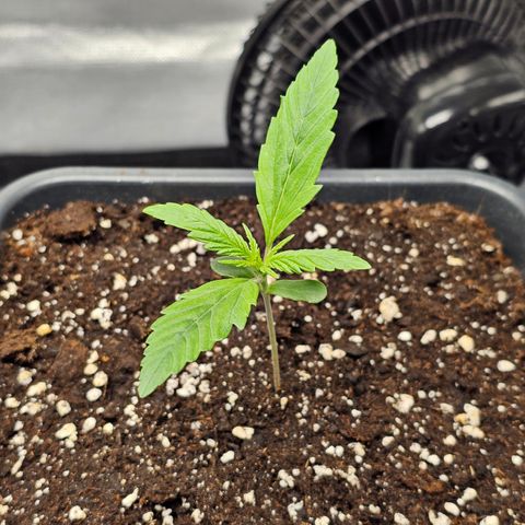 Royal Cookies Automatic growlog timeline photo