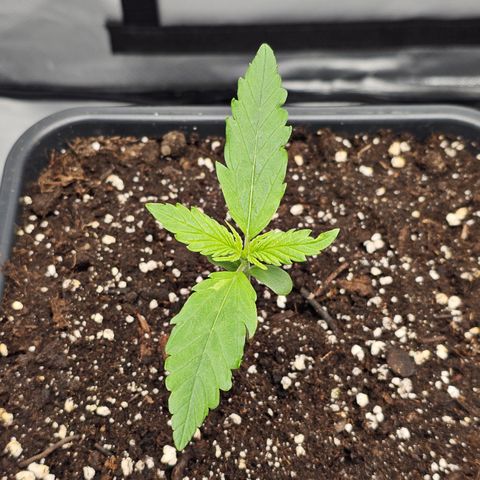 Tropicana Cookies Purple Automatic growlog timeline photo