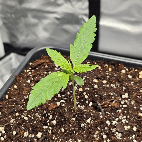 Tropicana Cookies Purple Automatic growlog timeline photo