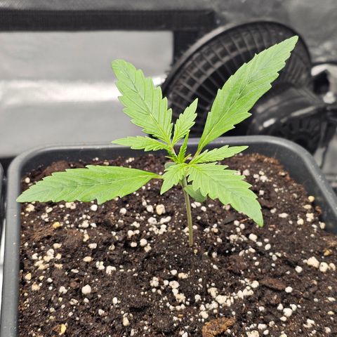 Royal Cookies Automatic growlog timeline photo
