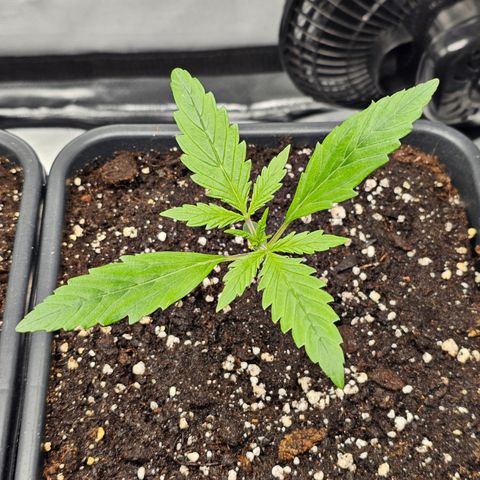 Royal Cookies Automatic growlog timeline photo
