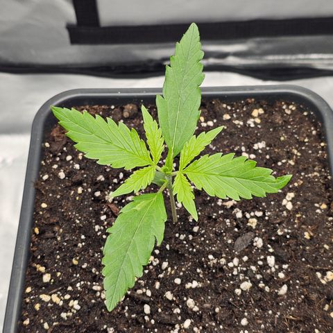Tropicana Cookies Purple Automatic growlog timeline photo