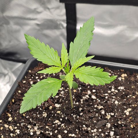 Tropicana Cookies Purple Automatic growlog timeline photo