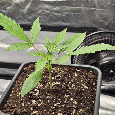 Royal Cookies Automatic growlog timeline photo