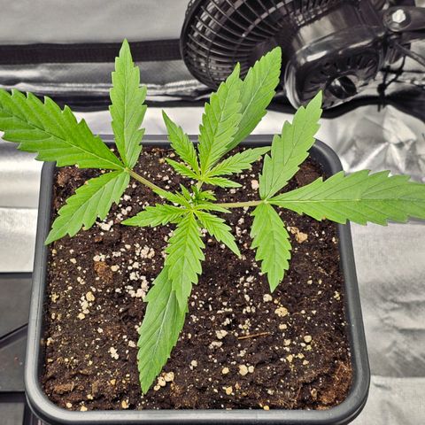 Royal Cookies Automatic growlog timeline photo