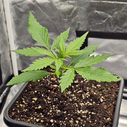Tropicana Cookies Purple Automatic growlog timeline photo