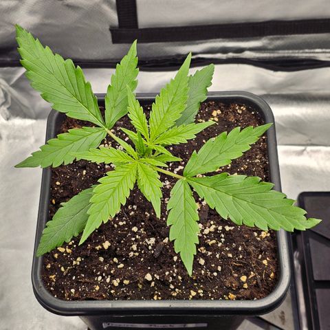 Tropicana Cookies Purple Automatic growlog timeline photo