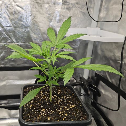 Royal Cookies Automatic growlog timeline photo