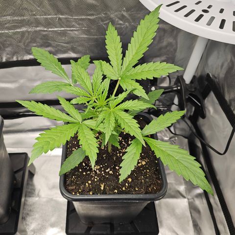 Royal Cookies Automatic growlog timeline photo