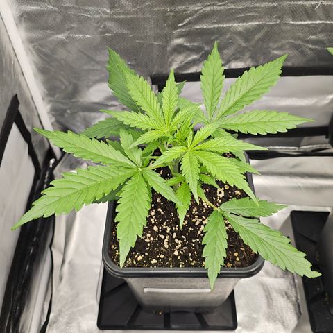 Tropicana Cookies Purple Automatic growlog timeline photo