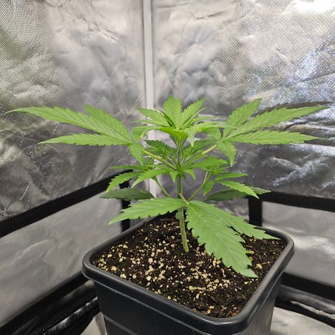 Tropicana Cookies Purple Automatic growlog timeline photo
