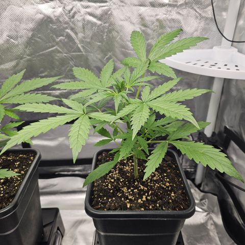Royal Cookies Automatic growlog timeline photo