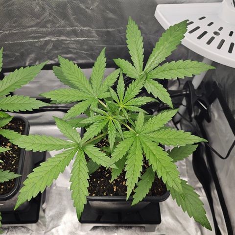 Royal Cookies Automatic growlog timeline photo