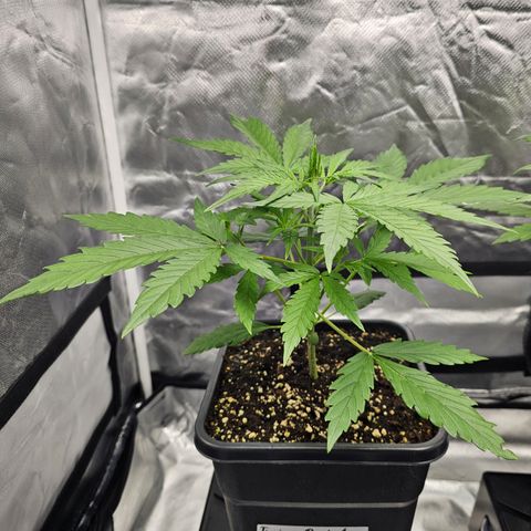Tropicana Cookies Purple Automatic growlog timeline photo