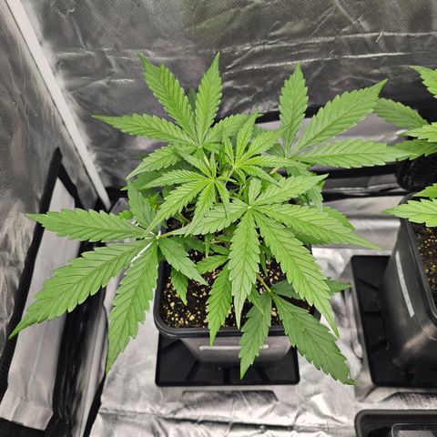 Tropicana Cookies Purple Automatic growlog timeline photo
