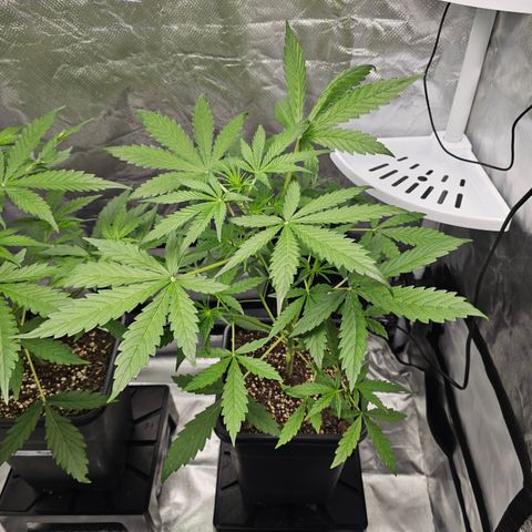 Royal Cookies Automatic growlog timeline photo