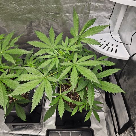 Royal Cookies Automatic growlog timeline photo