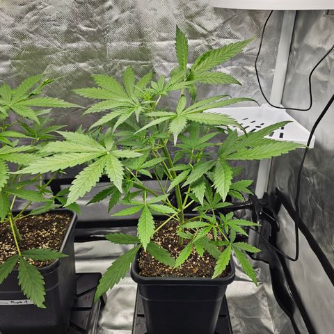 Royal Cookies Automatic growlog timeline photo